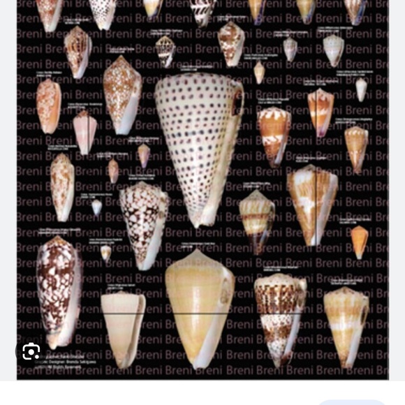 Hawaiian Cone Shell Pendant on 14k Chain/Rare - Picture 6 of 8